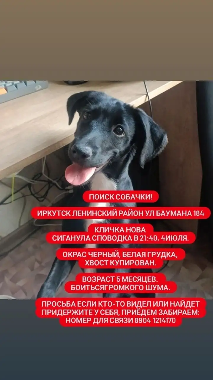 Потерялась собачка Нова, Иркутск, Ленинский район - Барахолка в Иркутск