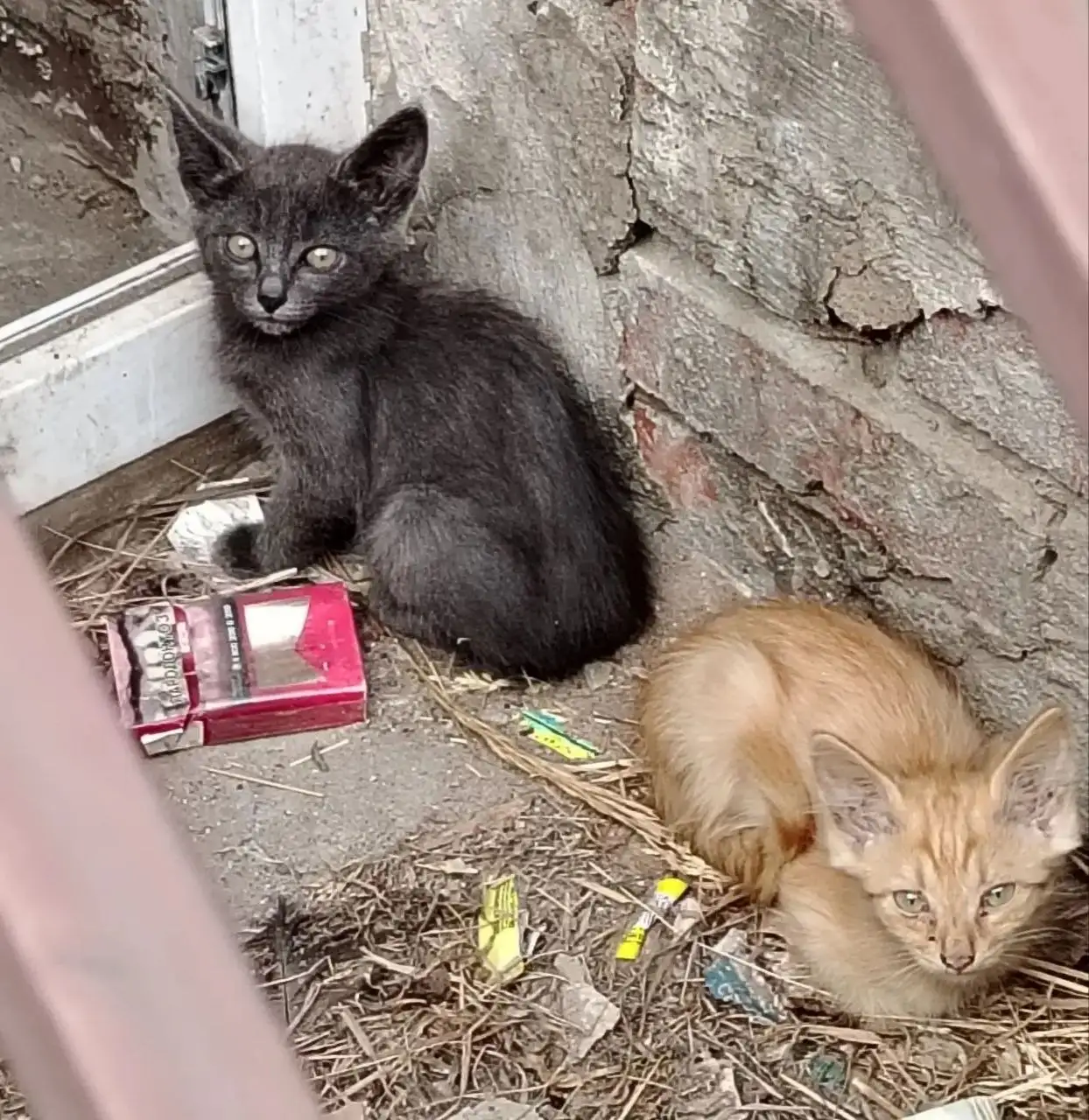 4 котят в Ангарске нуждаются в помощи - Кошки (Животные) в Ангарск