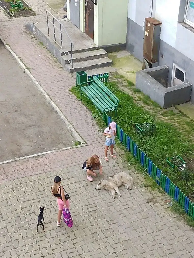 Потерялась собака во дворе на 29 м-н 28 дом (Ангарск) - Потеряшки (Животные) в Ангарск