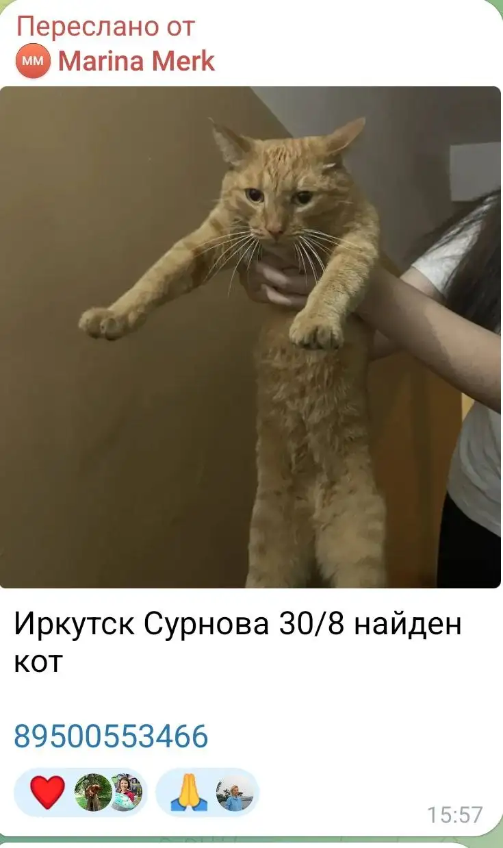 Это один и тот же кот? Не смогла дозвониться - Животные в Иркутск