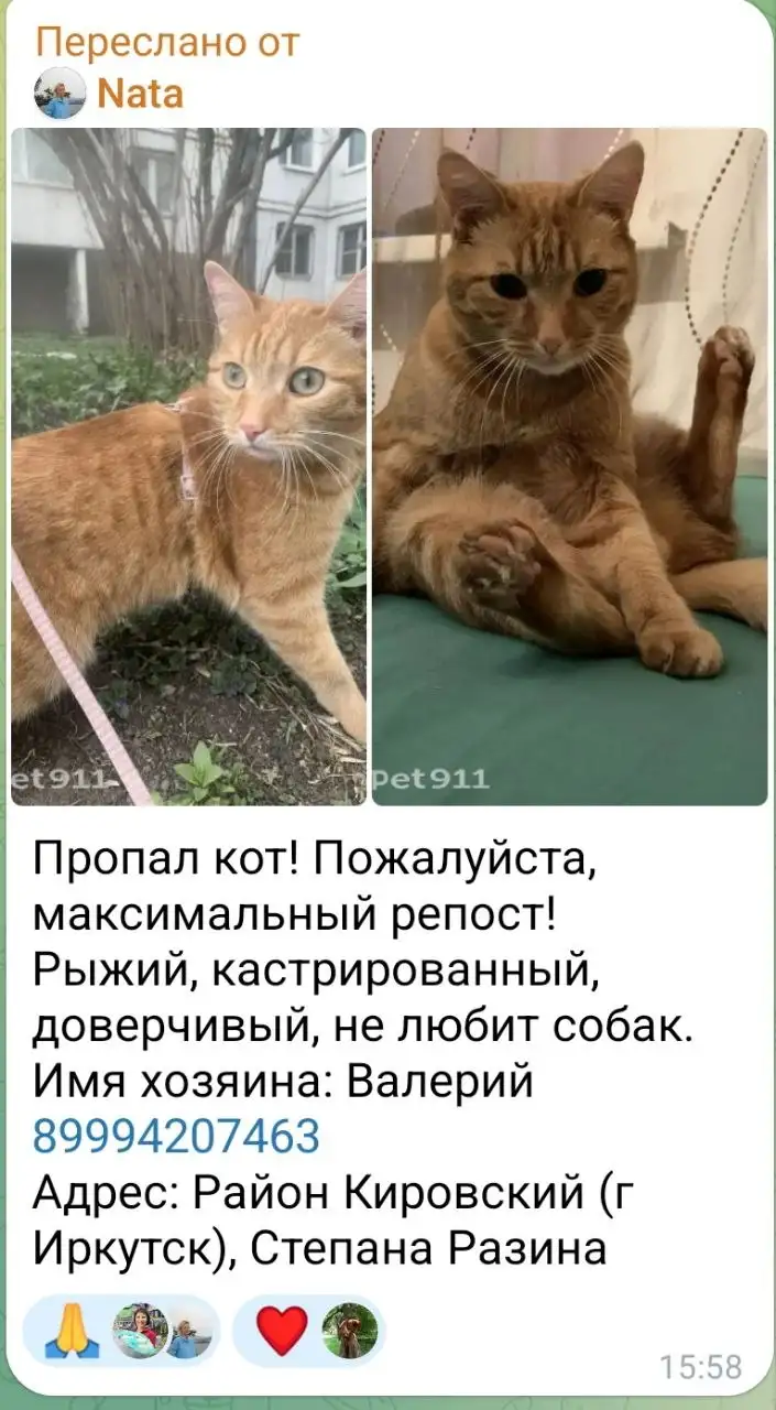 Это один и тот же кот? Не смогла дозвониться - Животные в Иркутск