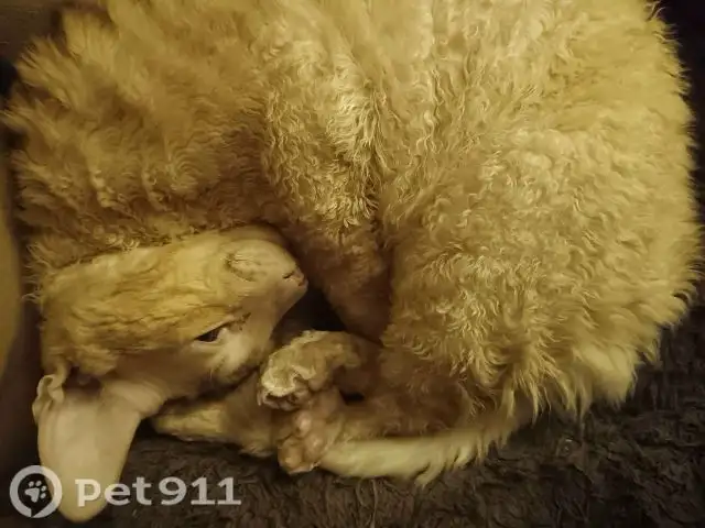 Пропал кот породы корниш-рекс - Потеряшки (Животные) в Иркутск