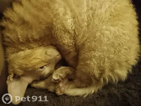 Пропал кот породы корниш-рекс - частное объявление в Иркутск