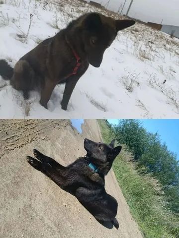 Пропала собака Шанти в Заларях - Животные в Залари