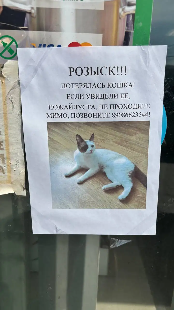 Потерялась кошка - Пропажа животных (Животные) в Иркутск