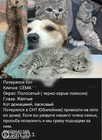 Пропал кот на даче в Ангарске - Животные в Ангарск