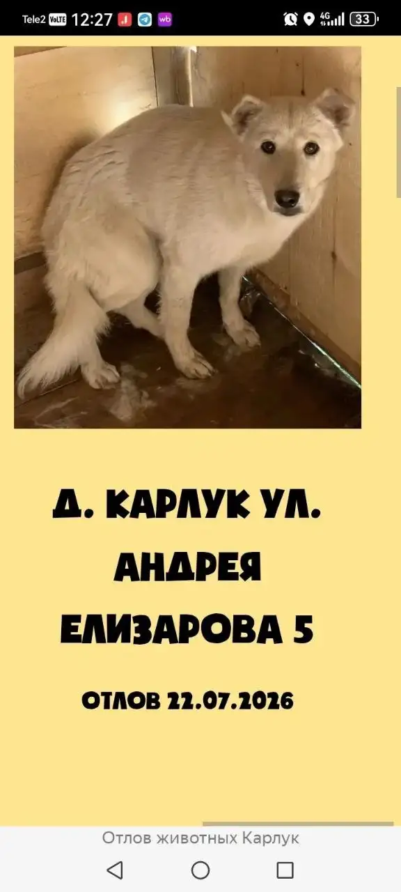 Потерянные собаки в приюте Вадима Матвиенко в Ангарске - Потерянные и найденные собаки (Животные) в Ангарск