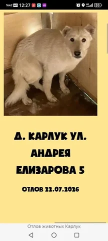 Потерянные собаки в приюте Вадима Матвиенко в Ангарске - Животные в Ангарск