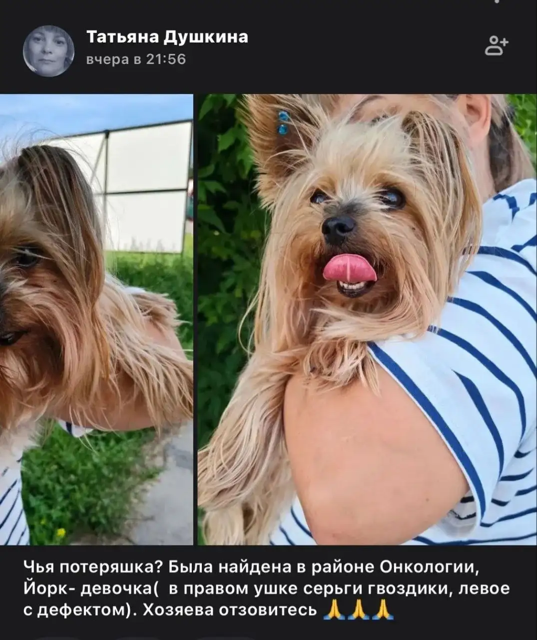 Потеряшка Иркутск: Найдено/Пропало животное - Животные в Иркутск