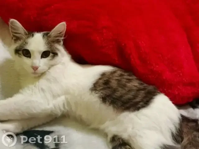 Найден котенок на детской площадке - Приюты и передержка в Иркутск