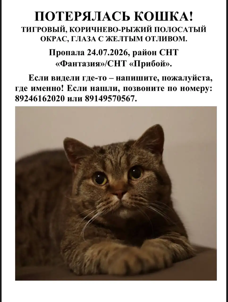 Потерялась кошка в СНТ Фантазия/Прибой - Потеряшки (Животные) в Иркутск