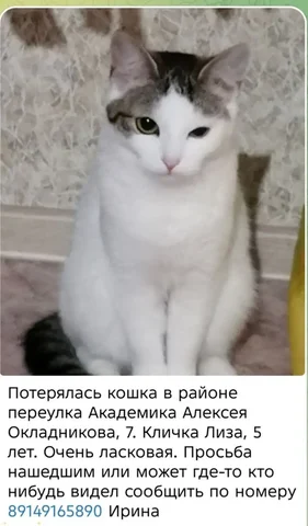 Потеряшка в Ново-Ленино - Приюты и передержка в Иркутск