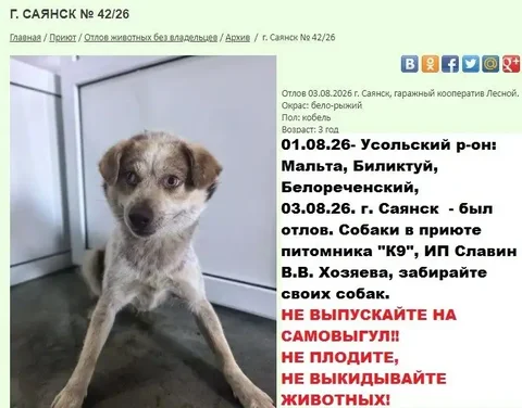 Отлов собак в Саянске и Усольском районе: поиск хозяев - Приюты и передержка в Иркутск