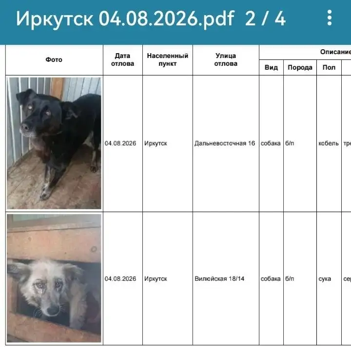 Потерянные собаки в Иркутске, хозяева отзовитесь - Животные в Иркутск