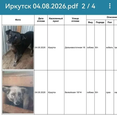 Потерянные собаки в Иркутске, хозяева отзовитесь - Животные в Иркутск
