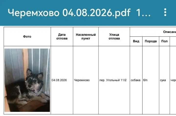 Отловленные собаки в Черемхово – ищут хозяев - Животные в Черемхово