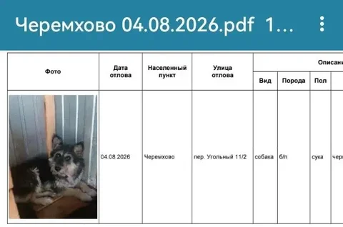 Отловленные собаки в Черемхово – ищут хозяев - Поиск хозяев для потерянных животных в Черемхово