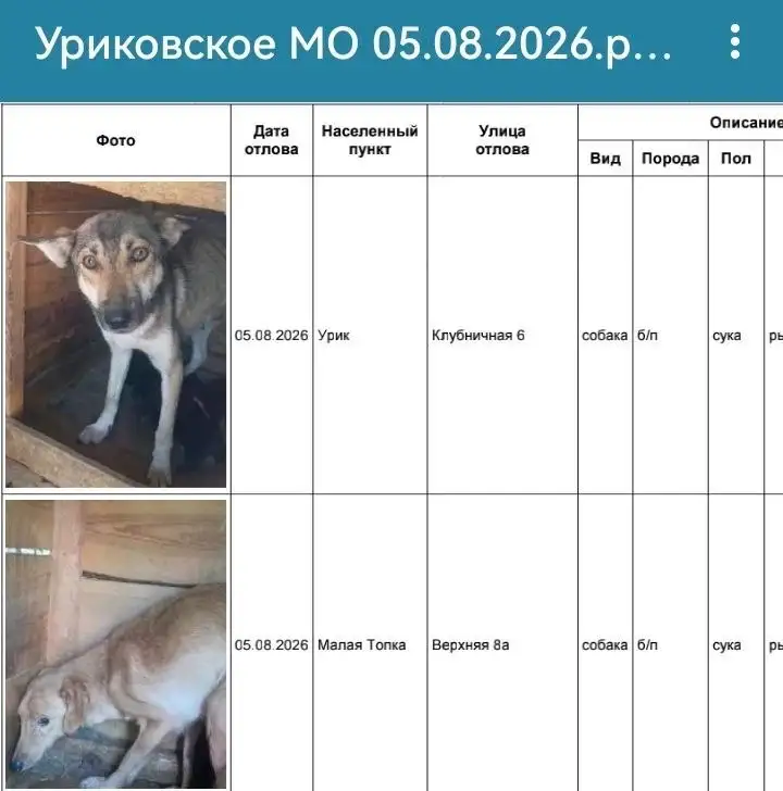 Потерянные собаки УРИК и Малая Топка в приюте Усолья - Животные в Усолье