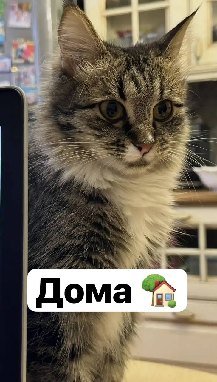 Потеряшка Иркутск животные - Потерянные и найденные животные (Животные) в Иркутск