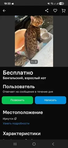 Найден бенгальский кот в Иркутске - Животные в Иркутск