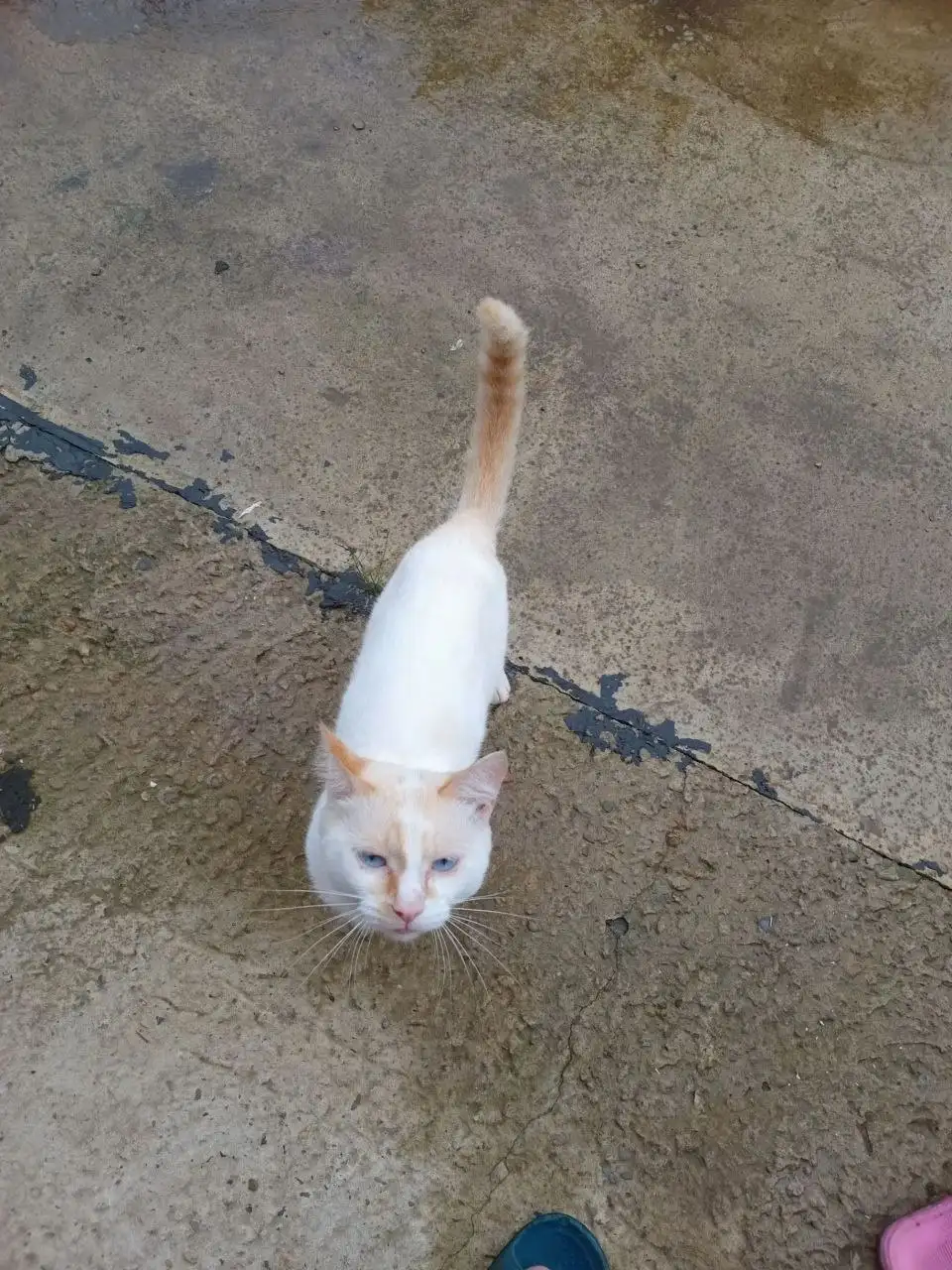 Потерянный котик в Грановщине - Животные в Грановщина