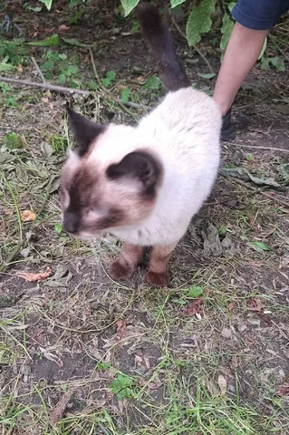 Ищем хозяина найденного кота - Пропажа/Находка в Иркутск
