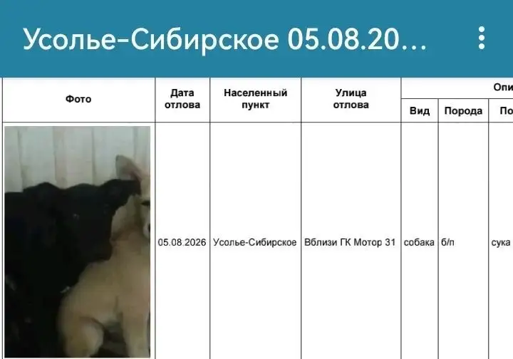Отлов собак в Усолье-Сибирском: хозяева, заберите своих питомцев - Поиск хозяев для потерянных животных (Животные) в Усолье-Сибирское