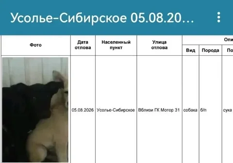 Отлов собак в Усолье-Сибирском: хозяева, заберите своих питомцев - Животные в Усолье-Сибирское