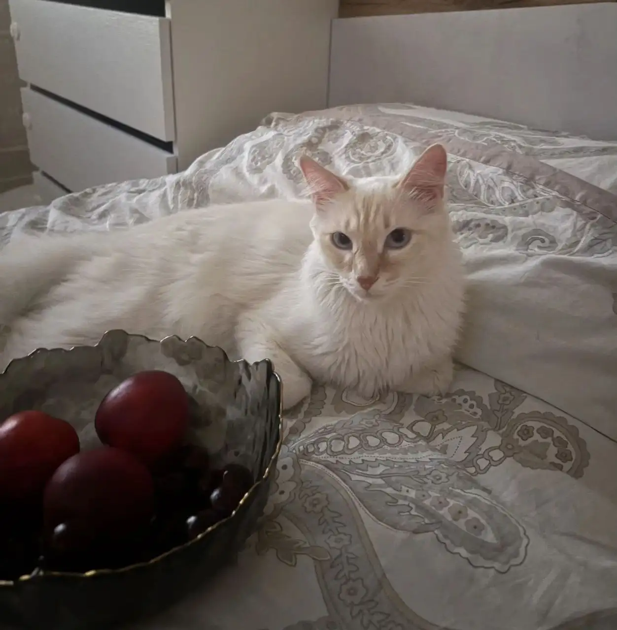 Потерялся котенок Каспер в Иркутске - Потеряшки (Животные) в Иркутск
