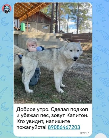 Пропала собака в п. Еловый на Байкальском тракте - Животные в Еловый