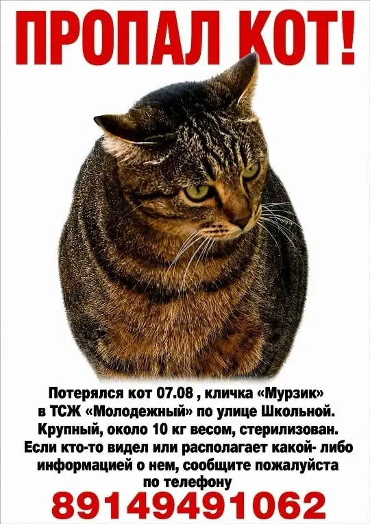 Потеряшка: кошка/собака в Новолисихе - Потеряшки (Животные) в Новолисиха
