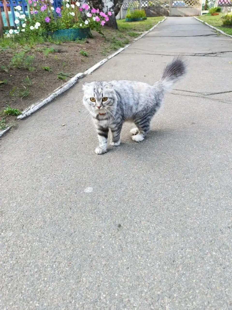 Найдена ласковая кошка в Ангарске - Животные в Ангарск