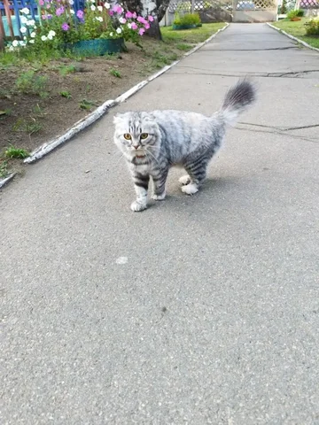 Найдена ласковая кошка в Ангарске - частное объявление в Ангарск