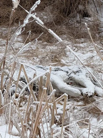 Потерянная собака породы хаски-маламут в Иркутске - Животные в Иркутск
