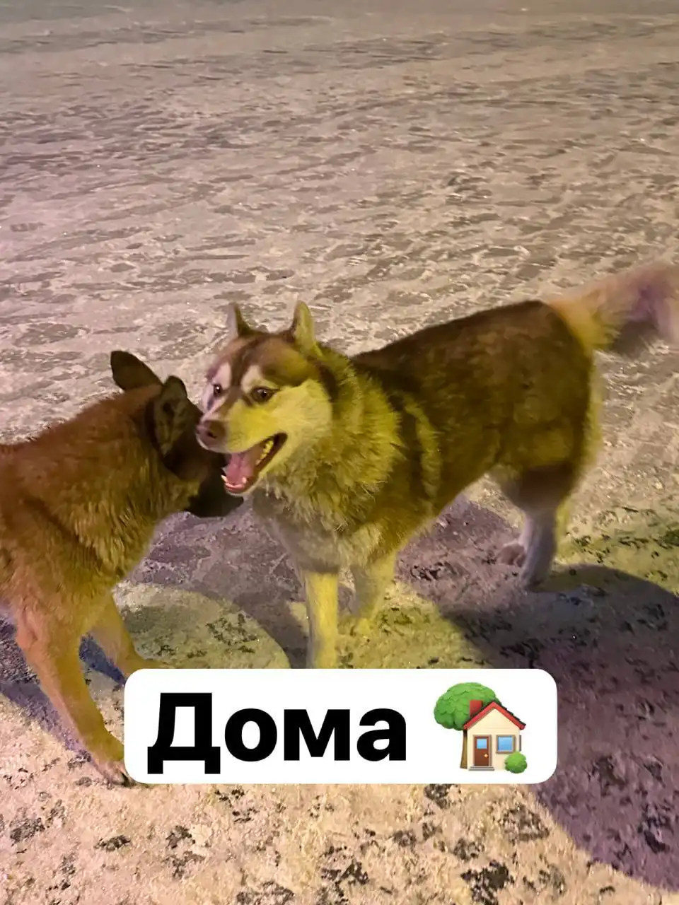 Потеряшка в Иркутске