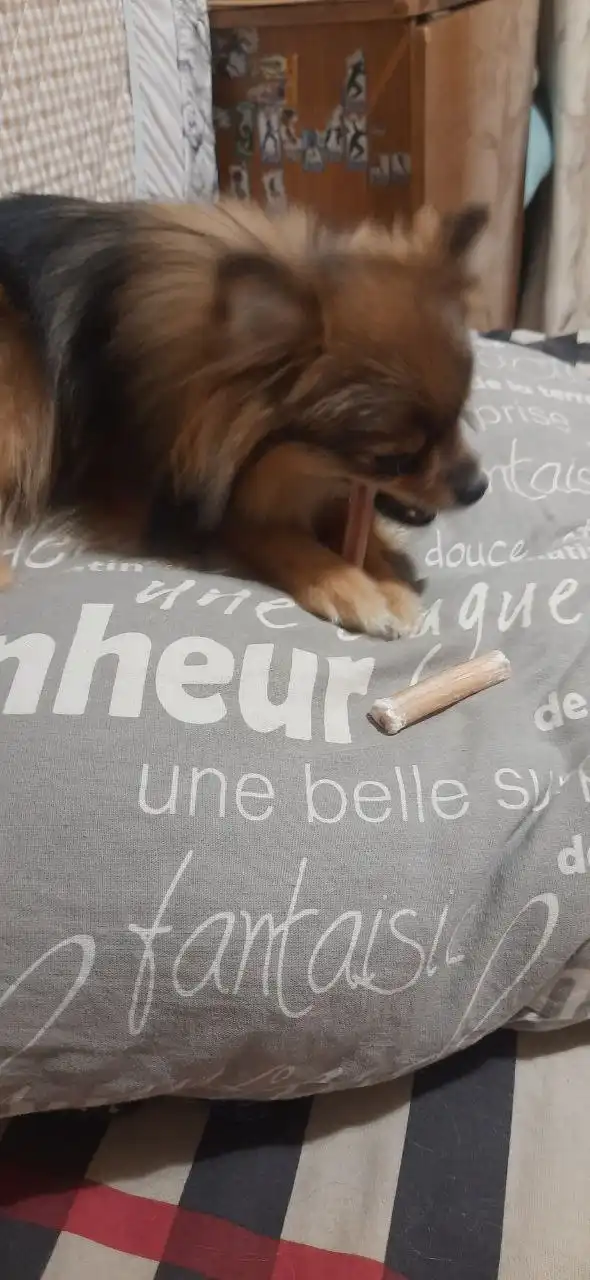 Потерялась девочка шпиц в Ново-Ленино