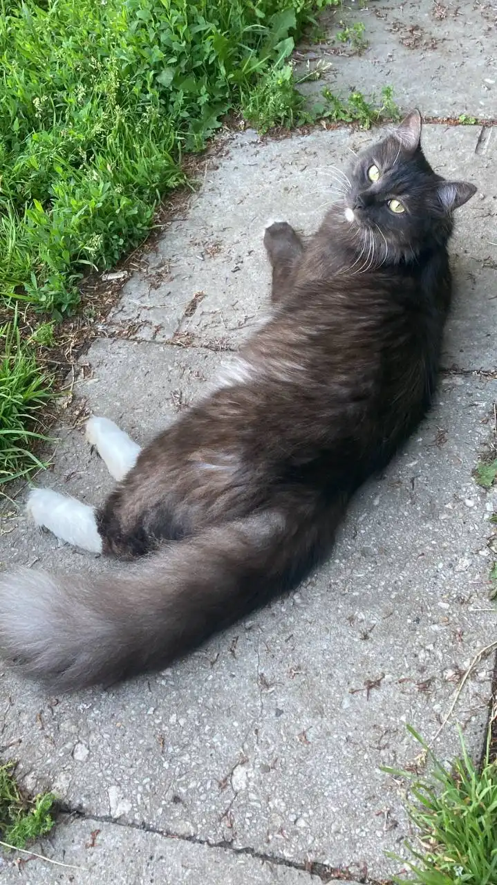 Пропал кот Кузя в СНТ Родник по Плишкинскому тракту