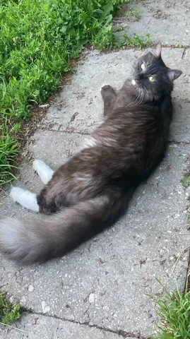 Пропал кот Кузя в СНТ Родник по Плишкинскому тракту - Животные в Иркутск