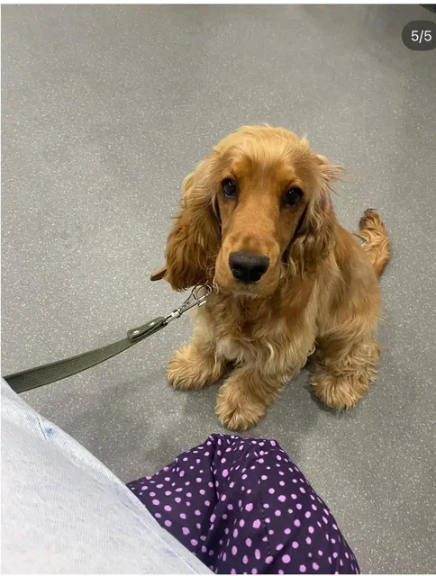 Потерялась собака после аварии на трассе Байкал - Животные в Иркутск