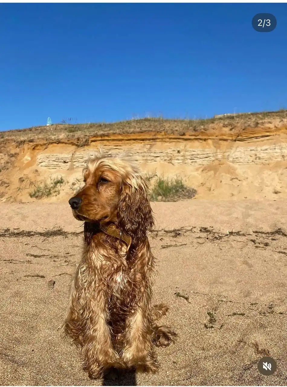 Потерялась собака после аварии на трассе Байкал