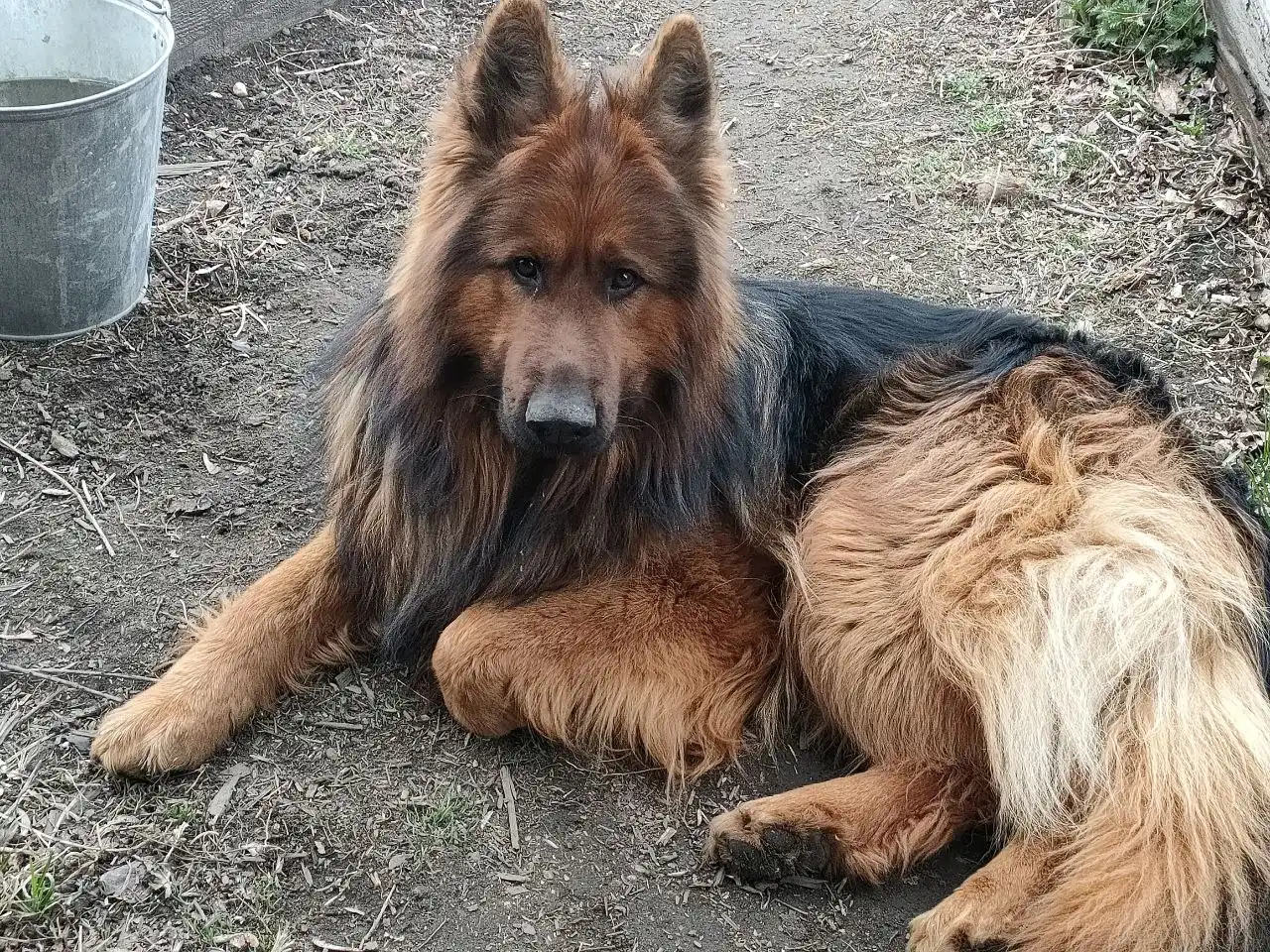 Пропала собака Карай