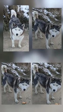 Пропала собака Хася в Жилкино - Животные в Иркутск