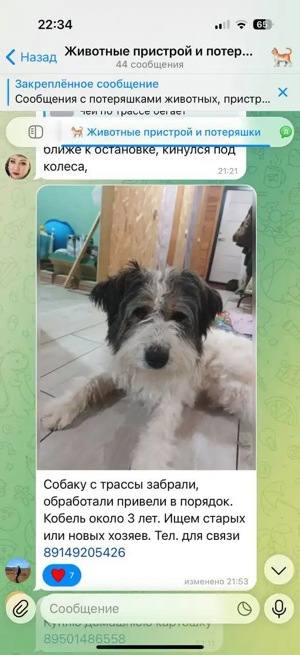 Потеряшка Иркутск Животные