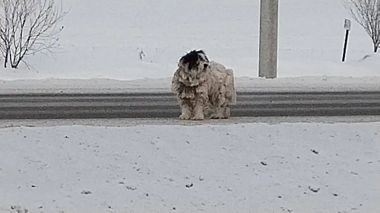 Потеряшка Иркутск Животные