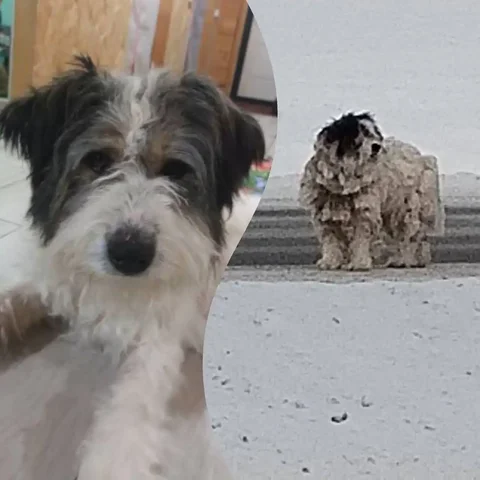 Найдена собака в Иркутске - Животные в Иркутск