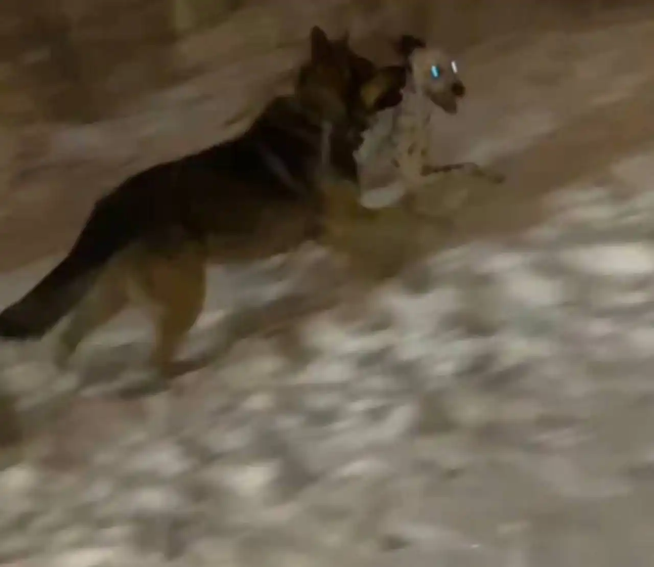 Пропала овчарка в Иркутске