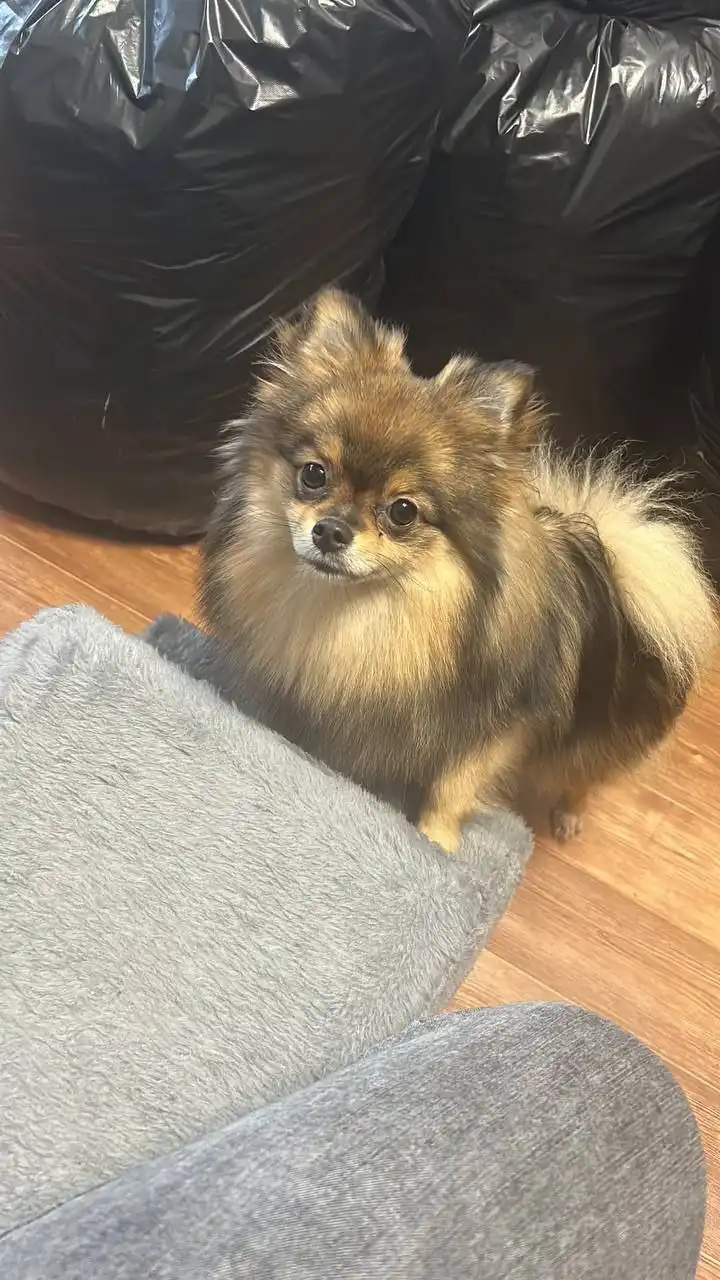 Потерялась девочка шпиц в Ново-Ленино