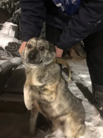 Найден кобель среднего размера на участке - Животные в Иркутск