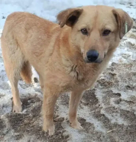 Пропал рыжий кобель в Ершах - Животные в Иркутск