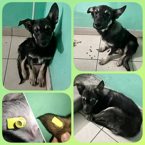 Потерянная собака в Иркутске нуждается в помощи - Животные в Иркутск